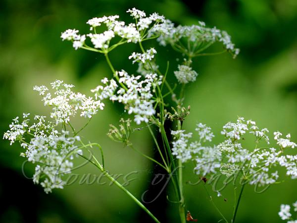 Forest Chervil